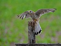 281 - FEMALE KESTREL SETTLING - SMITH GEOFF - united kingdom